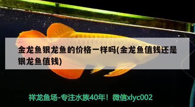 金龍魚銀龍魚的價格一樣嗎(金龍魚值錢還是銀龍魚值錢)