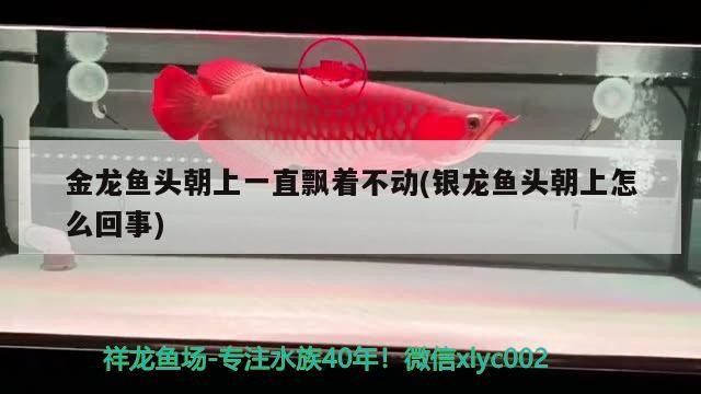 金龍魚頭朝上一直飄著不動(dòng)(銀龍魚頭朝上怎么回事) 金龍魚頭朝上一直飄著不動(dòng)(銀龍魚頭朝上怎么回事) 銀龍魚百科
