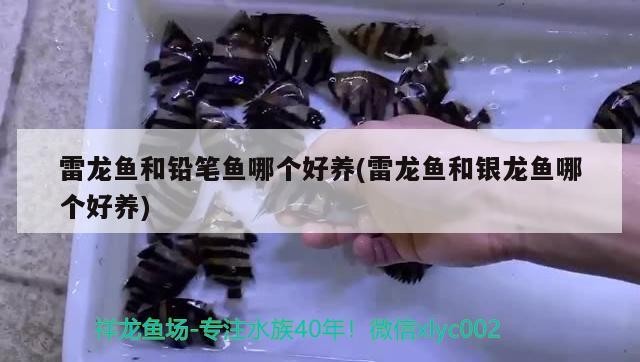 雷龍魚和鉛筆魚哪個好養(雷龍魚和銀龍魚哪個好養)