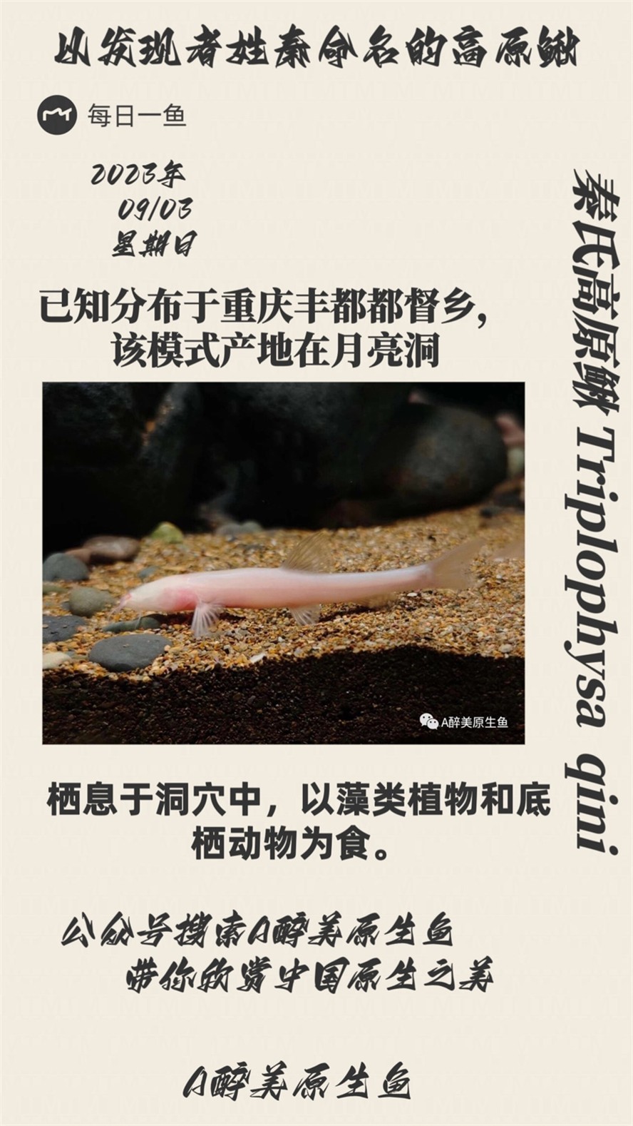 秦氏高原鰍