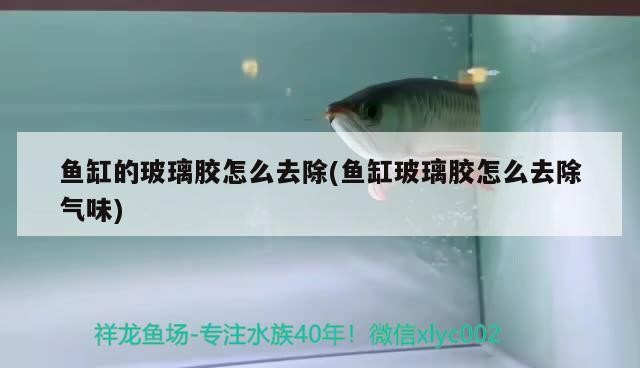 魚缸的玻璃膠怎么去除(魚缸玻璃膠怎么去除氣味)