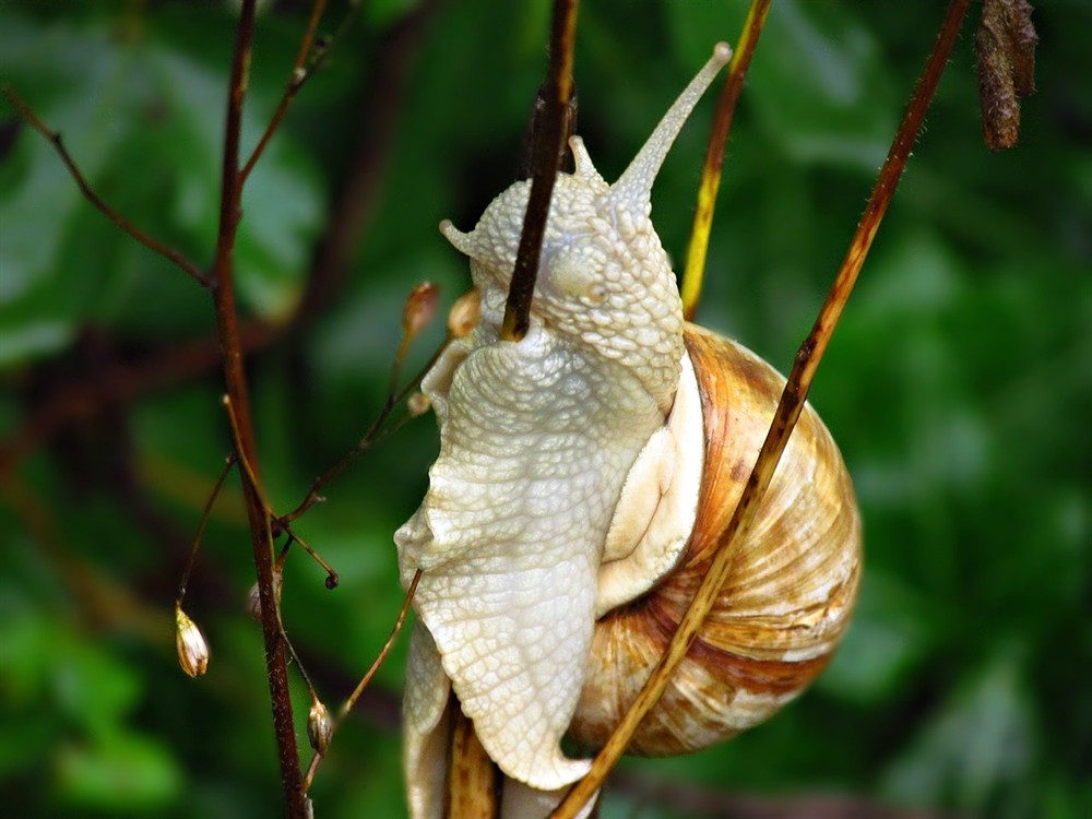 虎魚入缸前如何消毒（人民網(wǎng)--養(yǎng)魚達人私家經(jīng)驗全分享新入缸前如何消毒水） 虎魚入缸前如何消毒（人民網(wǎng)--養(yǎng)魚達人私家經(jīng)驗全分享新入缸前如何消毒水） 虎魚百科 第1張