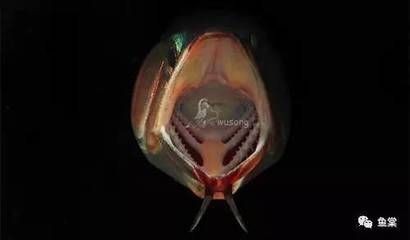 龍魚缸換水注意什么，如何判斷龍魚適應新水,龍魚缸過濾系統維護要點