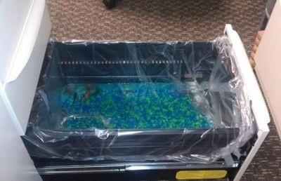 包裝一個魚缸大概需要多少錢：包裝一個魚缸的具體費用需要根據實際情況來確定