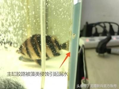 玻璃膠魚缸能用幾年時間更換：如何正確使用魚缸玻璃膠？ 玻璃膠魚缸能用幾年時間更換：如何正確使用魚缸玻璃膠？ 魚缸百科