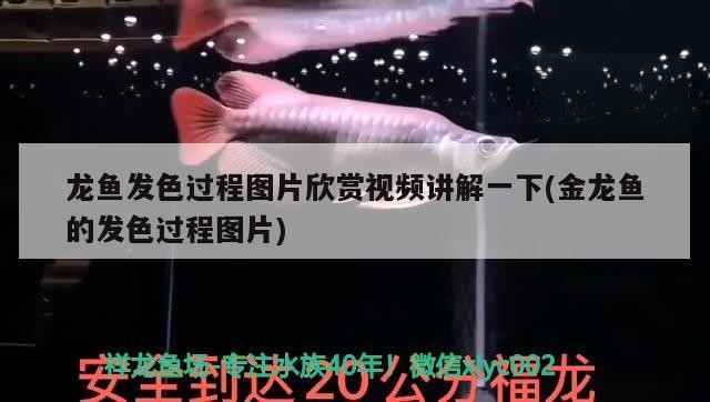 龍魚發(fā)色過程圖片欣賞視頻講解一下(金龍魚的發(fā)色過程圖片)