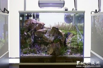 定做的魚缸和買的魚缸有什么不同：定做的魚缸和買的魚缸各有優(yōu)缺點(diǎn)