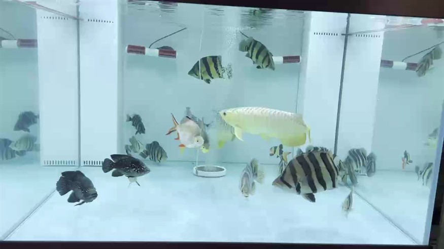 7泰7印尼，馬馬虎虎過得去