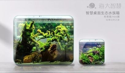 打造魚缸生態圈的方法和技巧：生態魚缸的養殖技巧和技巧生態魚缸的養殖技巧和技巧