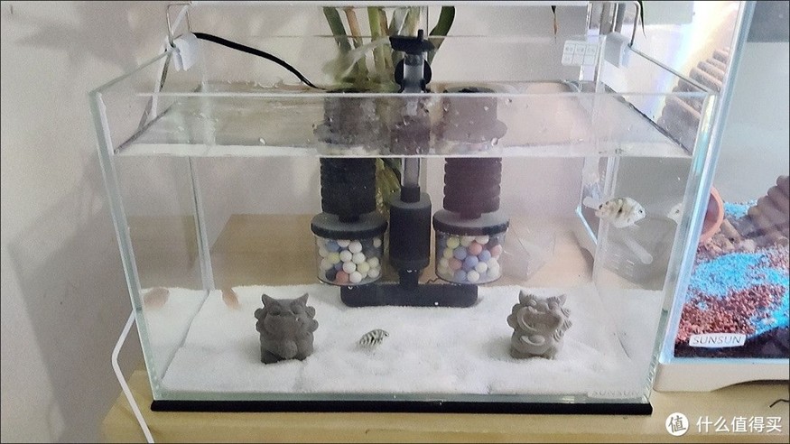 打造魚缸生態圈的方法和技巧：生態魚缸的養殖技巧和技巧生態魚缸的養殖技巧和技巧