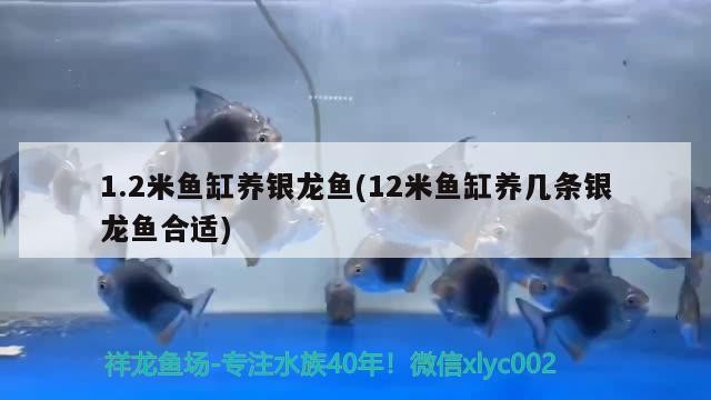 1.2米魚缸養銀龍魚(12米魚缸養幾條銀龍魚合適)