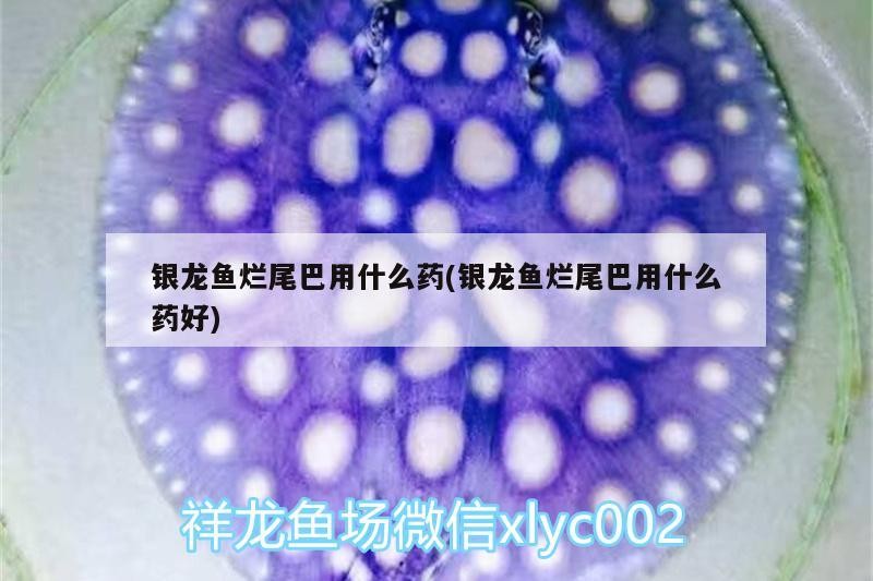 銀龍魚爛尾巴用什么藥(銀龍魚爛尾巴用什么藥好)