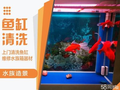 玻璃魚缸消毒最簡單的方法視頻：玻璃魚缸消毒方法