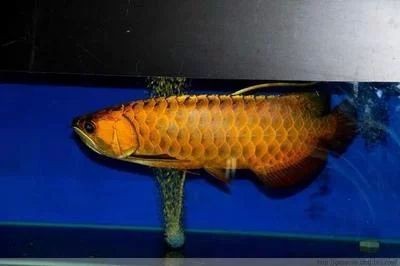 龍魚等級的價格怎么算