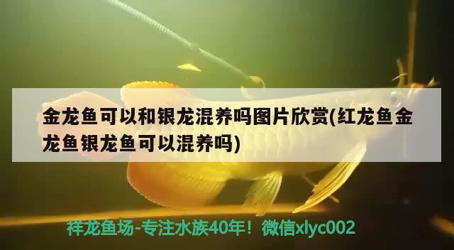 金龍魚(yú)可以和銀龍混養(yǎng)嗎圖片欣賞(紅龍魚(yú)金龍魚(yú)銀龍魚(yú)可以混養(yǎng)嗎)