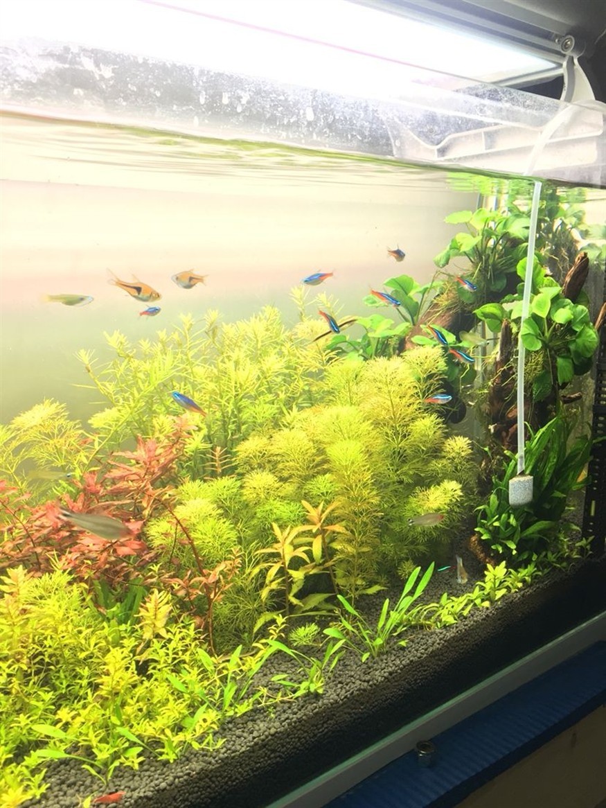 初學者開缸一個月來的變化慢慢在學習 銀龍魚百科 第2張 初學者開缸一個月來的變化慢慢在學習 初學者開缸一個月來的變化慢慢在學習 銀龍魚百科 第2張