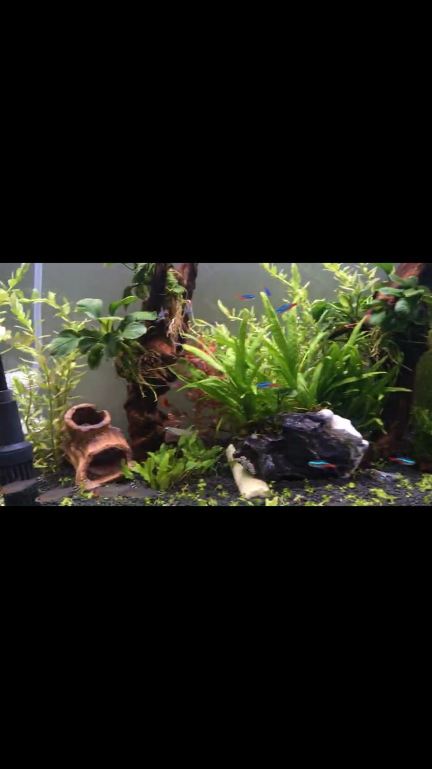 初學者開缸一個月來的變化慢慢在學習 銀龍魚百科 第4張 初學者開缸一個月來的變化慢慢在學習 初學者開缸一個月來的變化慢慢在學習 銀龍魚百科 第4張