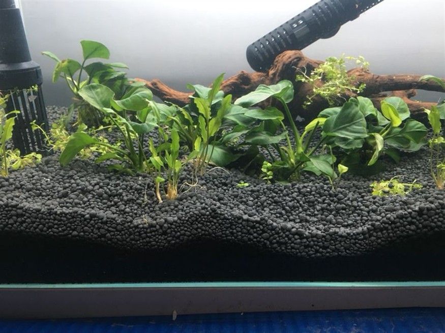 初學者開缸一個月來的變化慢慢在學習 銀龍魚百科 第5張 初學者開缸一個月來的變化慢慢在學習 初學者開缸一個月來的變化慢慢在學習 銀龍魚百科 第5張