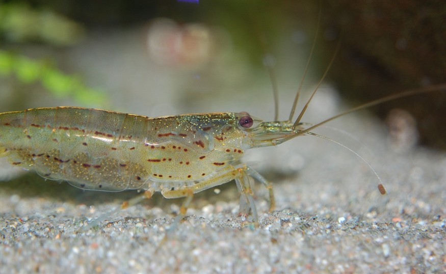神仙魚多久繁殖一次，神仙魚多久繁殖一次和神仙魚多久繁殖一次 神仙魚多久繁殖一次，神仙魚多久繁殖一次和神仙魚多久繁殖一次 虎魚百科