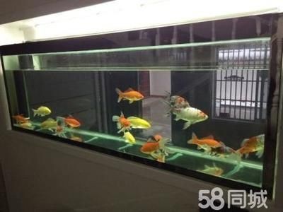 八百的魚缸能養幾條魚：800cm長的魚缸能養多少條魚取決于多種因素