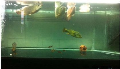 龍魚趴缸怎么處理方法圖解 龍魚趴缸怎么處理方法圖解 龍魚百科 第2張