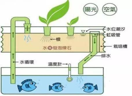 不用電的魚缸水循環怎么做過濾 不用電的魚缸水循環怎么做過濾 魚缸百科 第2張
