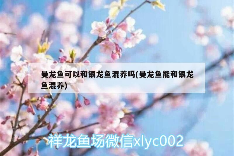 曼龍魚可以和銀龍魚混養嗎(曼龍魚能和銀龍魚混養)
