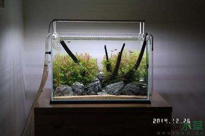 不用水草的魚缸造景方法