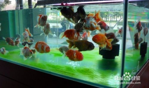 除魚缸綠藻最好方法：魚缸中的綠藻可能會影響水質(zhì)和觀賞效果，除藻能力真的很好