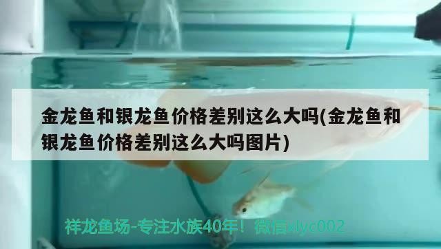 金龍魚和銀龍魚價格差別這么大嗎(金龍魚和銀龍魚價格差別這么大嗎圖片)