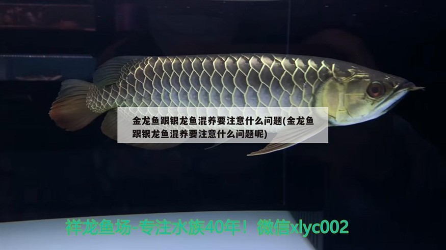 金龍魚跟銀龍魚混養(yǎng)要注意什么問題(金龍魚跟銀龍魚混養(yǎng)要注意什么問題呢)