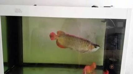龍魚的生長周期