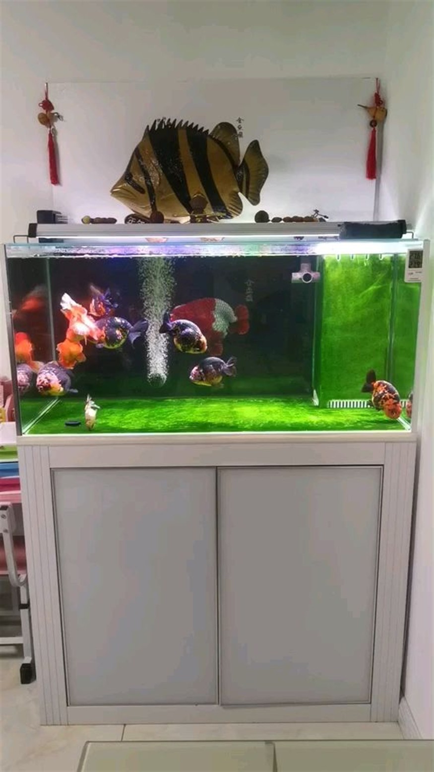 龍魚水質怎么調