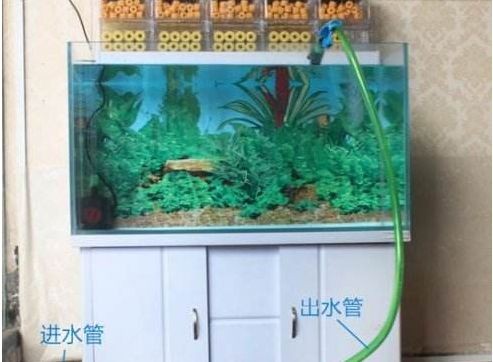 大桶水做魚缸怎么做：如何將大桶水轉化為一個簡易的魚缸