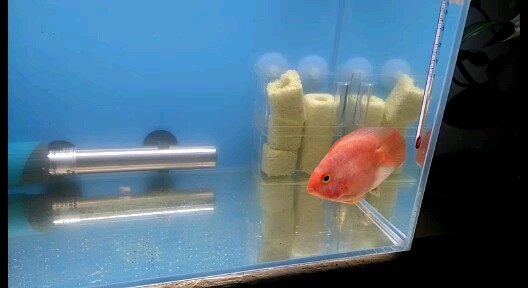虎魚圈 虎魚百科 第1張 虎魚圈 虎魚圈 虎魚百科 第1張