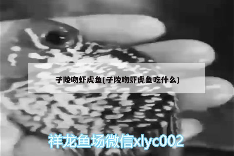 子陵吻蝦虎魚(子陵吻蝦虎魚吃什么) 子陵吻蝦虎魚(子陵吻蝦虎魚吃什么) 虎魚百科