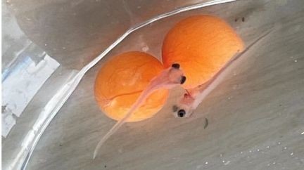 紅龍魚趴缸不動怎么回事視頻教程（紅龍魚趴缸不動怎么回事視頻教程全集）