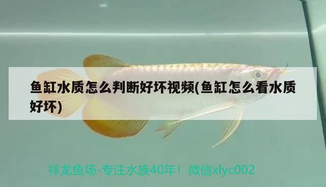 錦江區鴻福水族工作室(錦江區鴻福水族工作室地址) 全國水族館企業名錄 第2張 錦江區鴻福水族工作室(錦江區鴻福水族工作室地址) 錦江區鴻福水族工作室(錦江區鴻福水族工作室地址) 全國水族館企業名錄 第2張