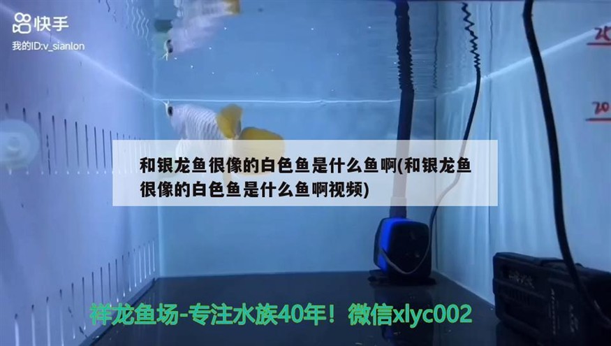 巨骨舌魚 和銀龍魚很像的白色魚是什么魚啊(和銀龍魚很像的白色魚是什么魚啊視頻) 銀龍魚百科 和銀龍魚很像的白色魚是什么魚啊(和銀龍魚很像的白色魚是什么魚啊視頻) 和銀龍魚很像的白色魚是什么魚啊(和銀龍魚很像的白色魚是什么魚啊視頻) 銀龍魚百科