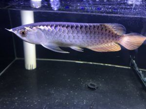 金龍魚幼苗好養(yǎng)嗎 金龍魚幼苗好養(yǎng)嗎 龍魚百科 第2張