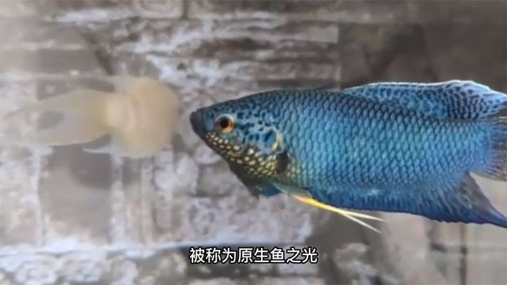 紅龍魚排行榜前十名圖片（紅龍魚排行榜前十名圖片大全）