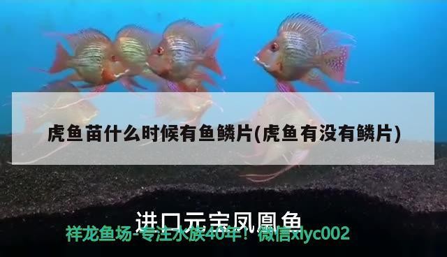 虎魚苗什么時候有魚鱗片(虎魚有沒有鱗片)