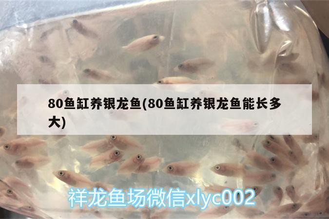 80魚缸養(yǎng)銀龍魚(80魚缸養(yǎng)銀龍魚能長多大) 80魚缸養(yǎng)銀龍魚(80魚缸養(yǎng)銀龍魚能長多大) 銀龍魚百科