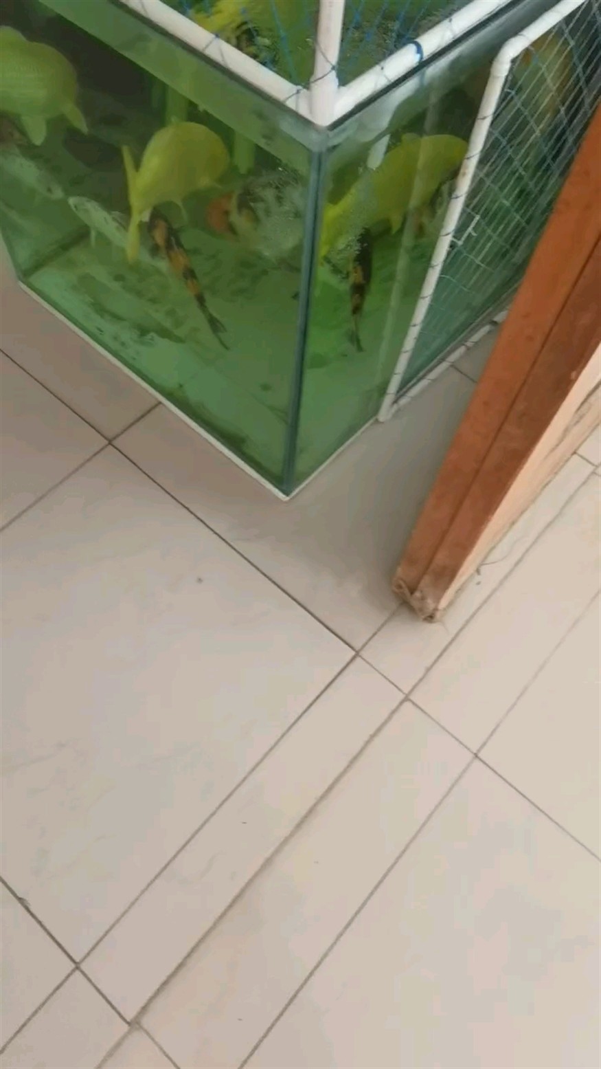 喂魚 喂魚 龍魚論壇