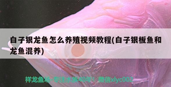 白子銀龍魚怎么養(yǎng)殖視頻教程(白子銀板魚和龍魚混養(yǎng))