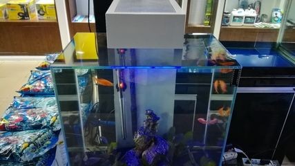 淡水哪里有賣魚缸的市場啊視頻：淡水哪里有賣魚缸的市場啊