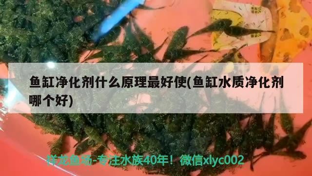 魚缸凈化劑什么原理最好使(魚缸水質(zhì)凈化劑哪個好)