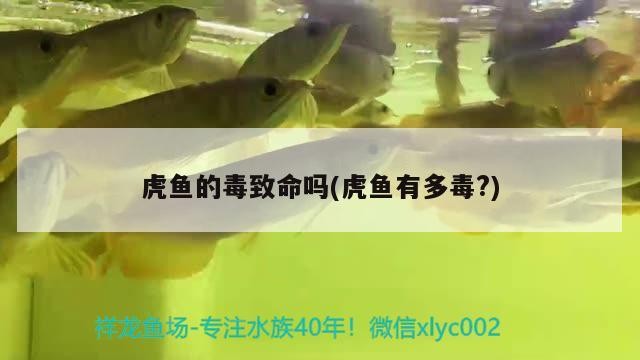 虎魚(yú)的毒致命嗎(虎魚(yú)有多毒？)