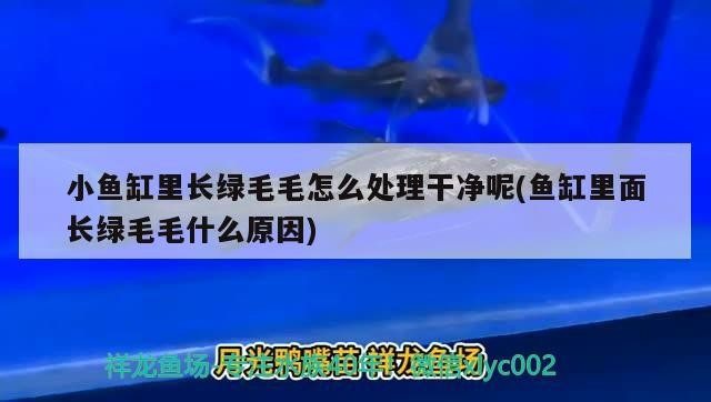 小魚缸里長綠毛毛怎么處理干凈呢(魚缸里面長綠毛毛什么原因)