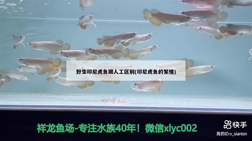 野生印尼虎魚跟人工區別(印尼虎魚的繁殖)